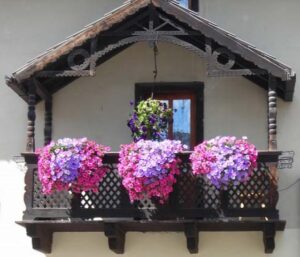 balkon bitkileri